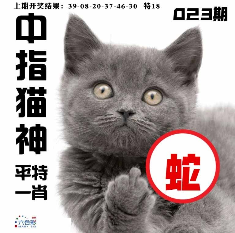 023期中指猫神[图]